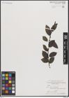 Foto von Salix borealis Fr.
